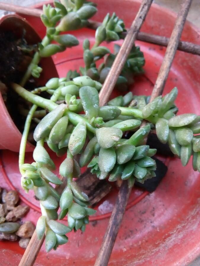 Sedum hemsleanum flower
