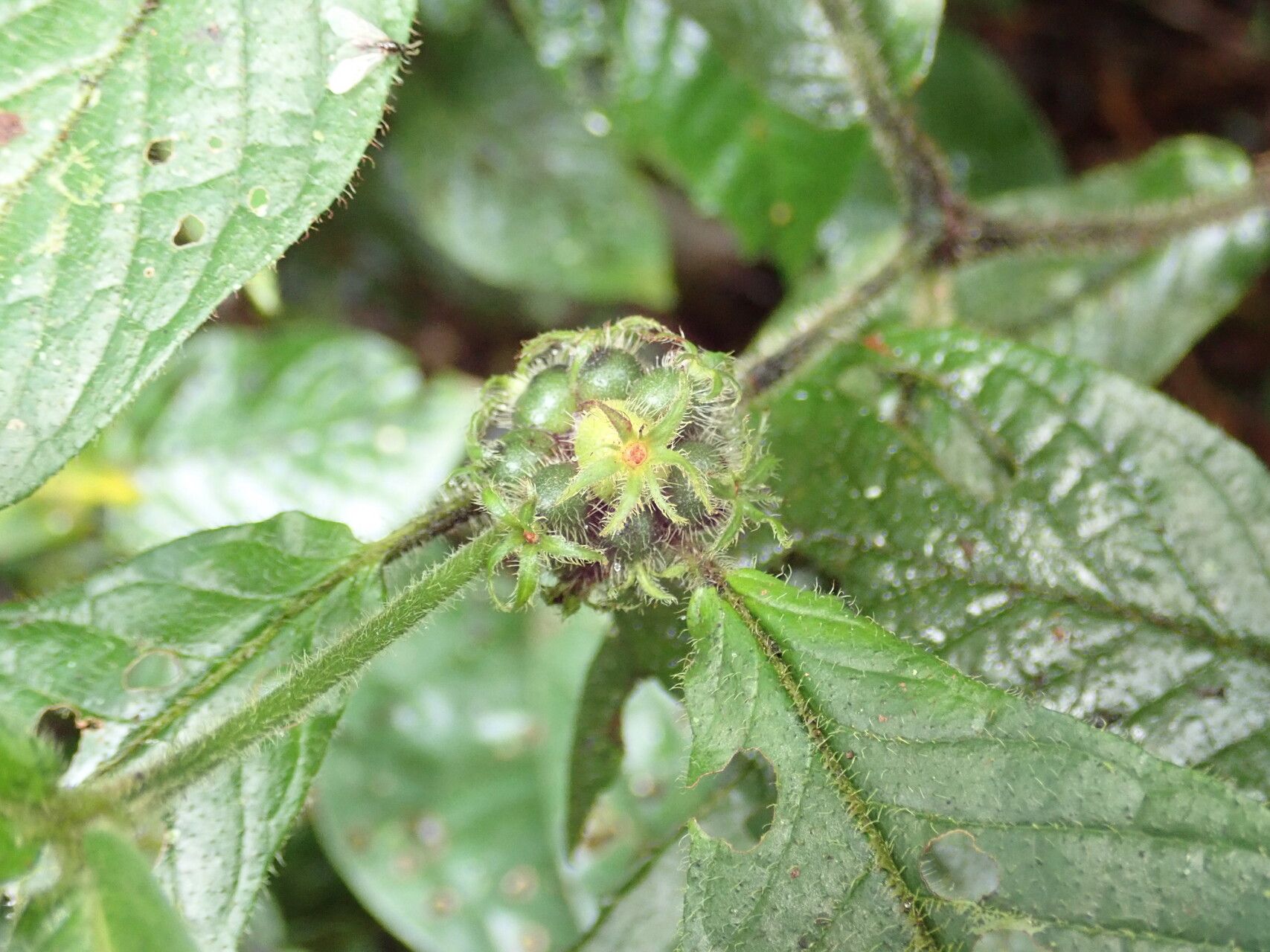 Psychotria retrorsipilis fruit