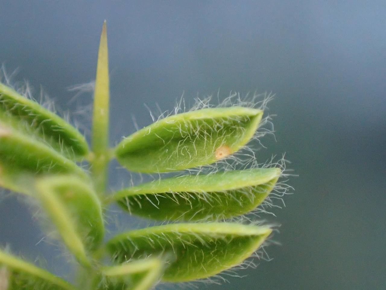 Astragalus sempervirens fruit