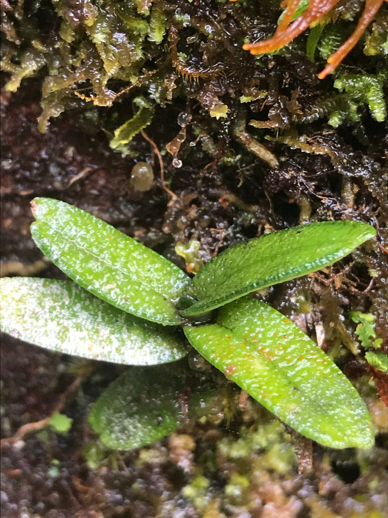 Angraecum lecomtei — houseplant care guide