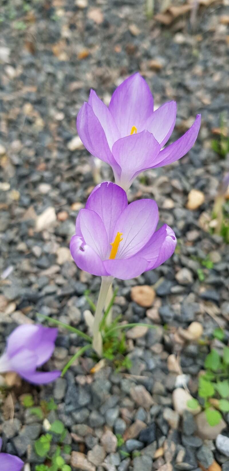 Crocus goulimyi flower