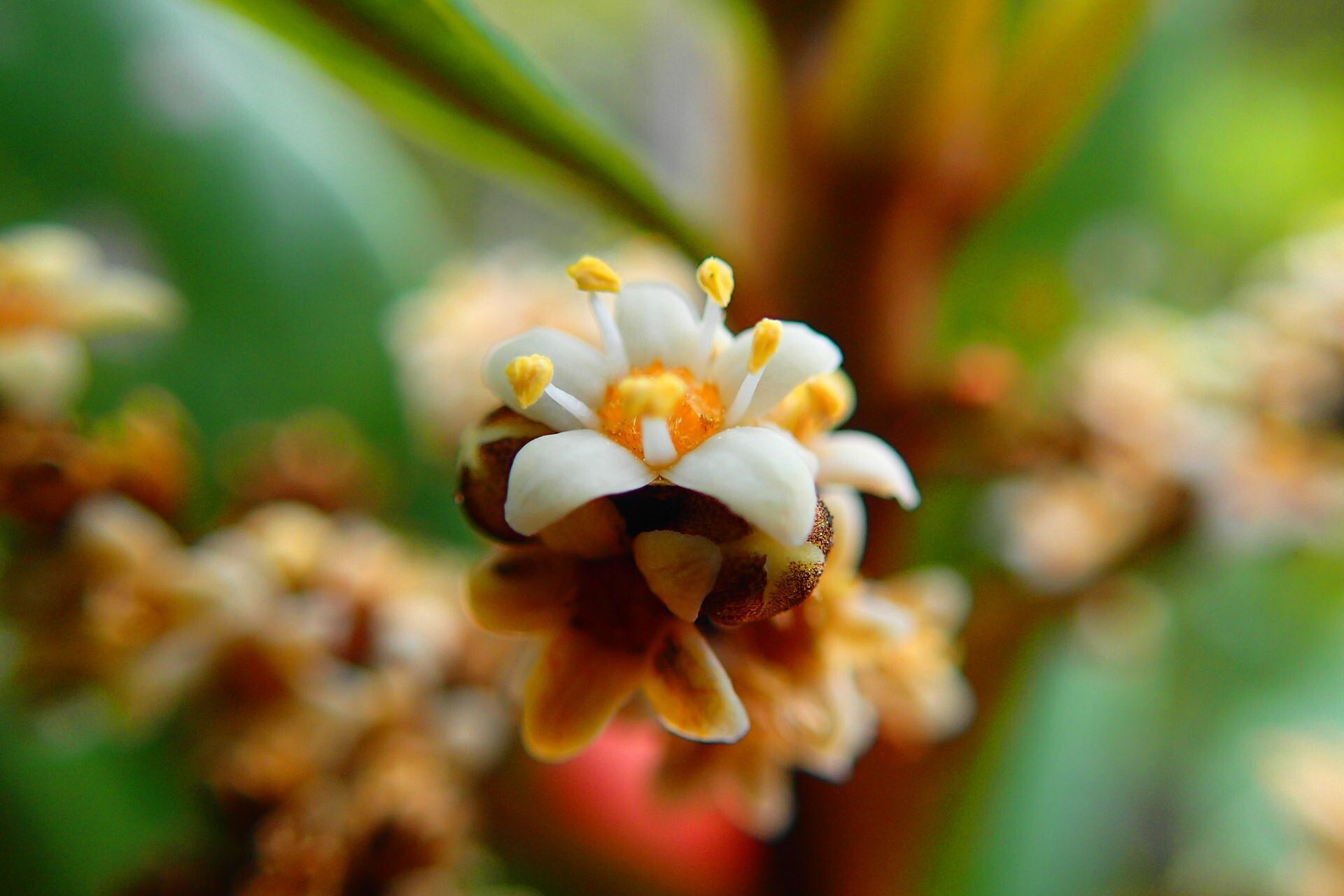 Semecarpus poyaensis flower