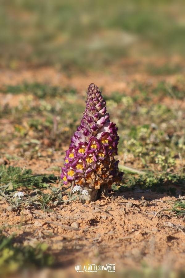 Cistanche violacea — related species from the same genus