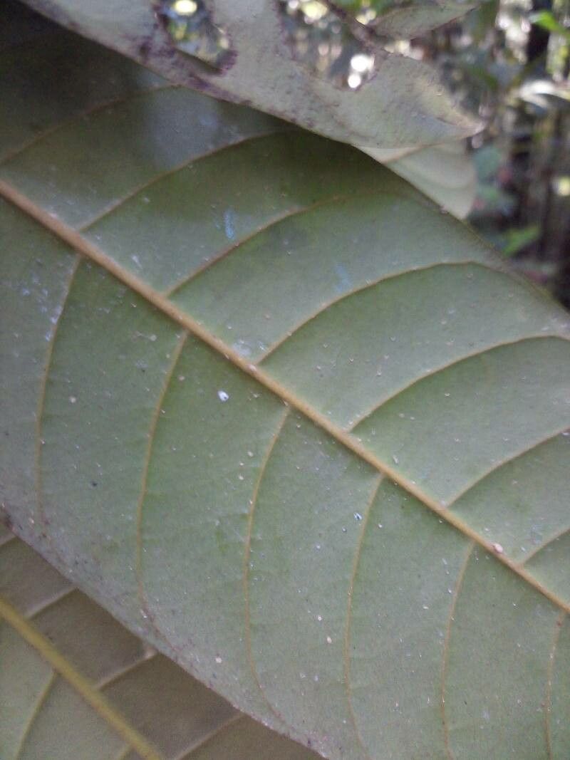 Pouteria bangii leaf