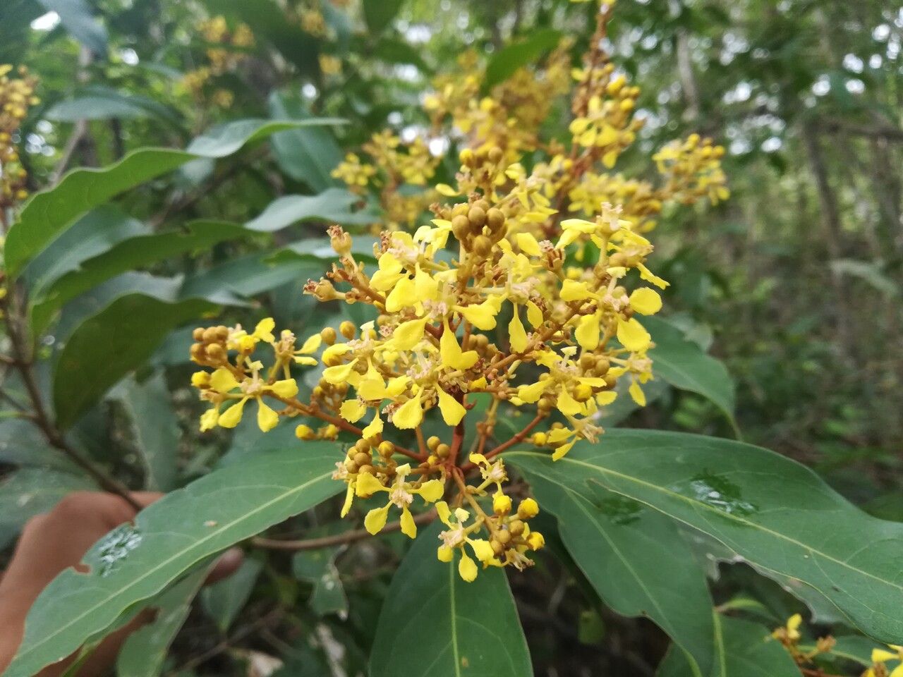 Heteropterys laurifolia flower