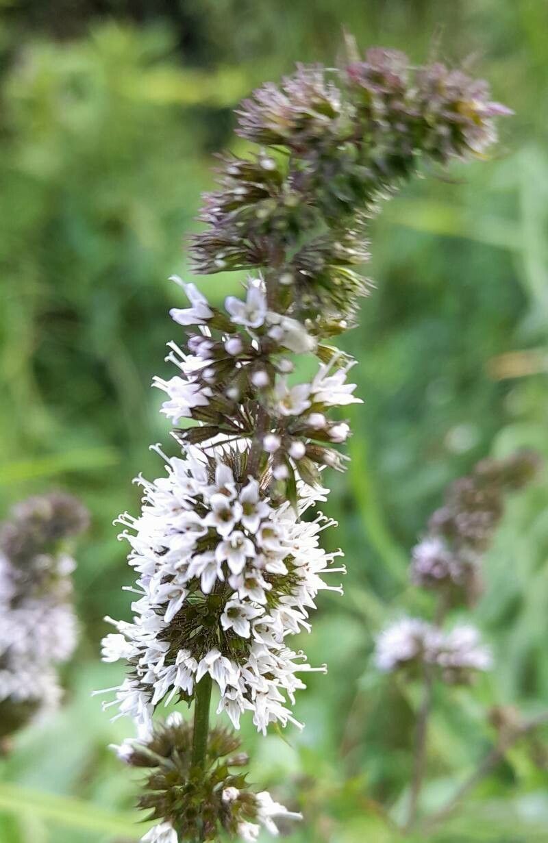 Mentha × piperita flower