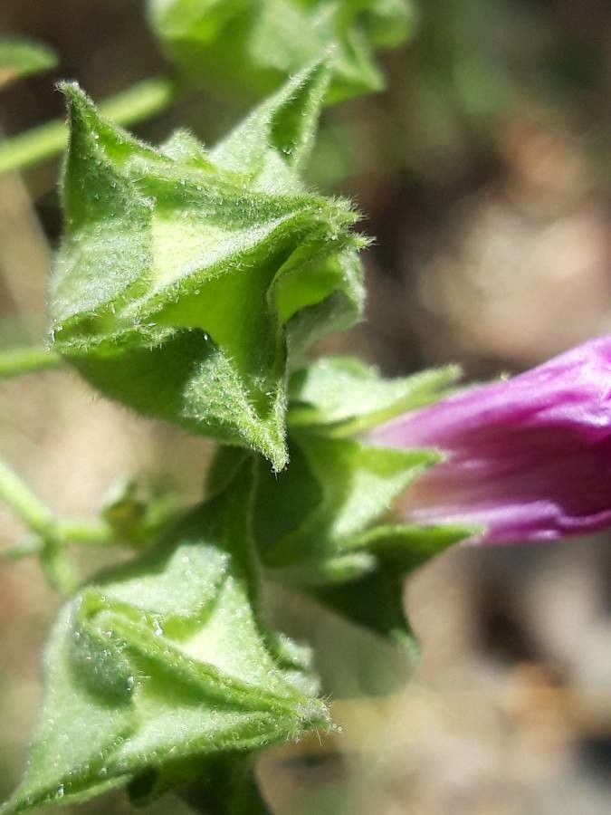 Malva punctata fruit