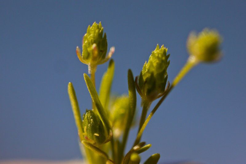 Ranunculus cupulatus — houseplant care guide