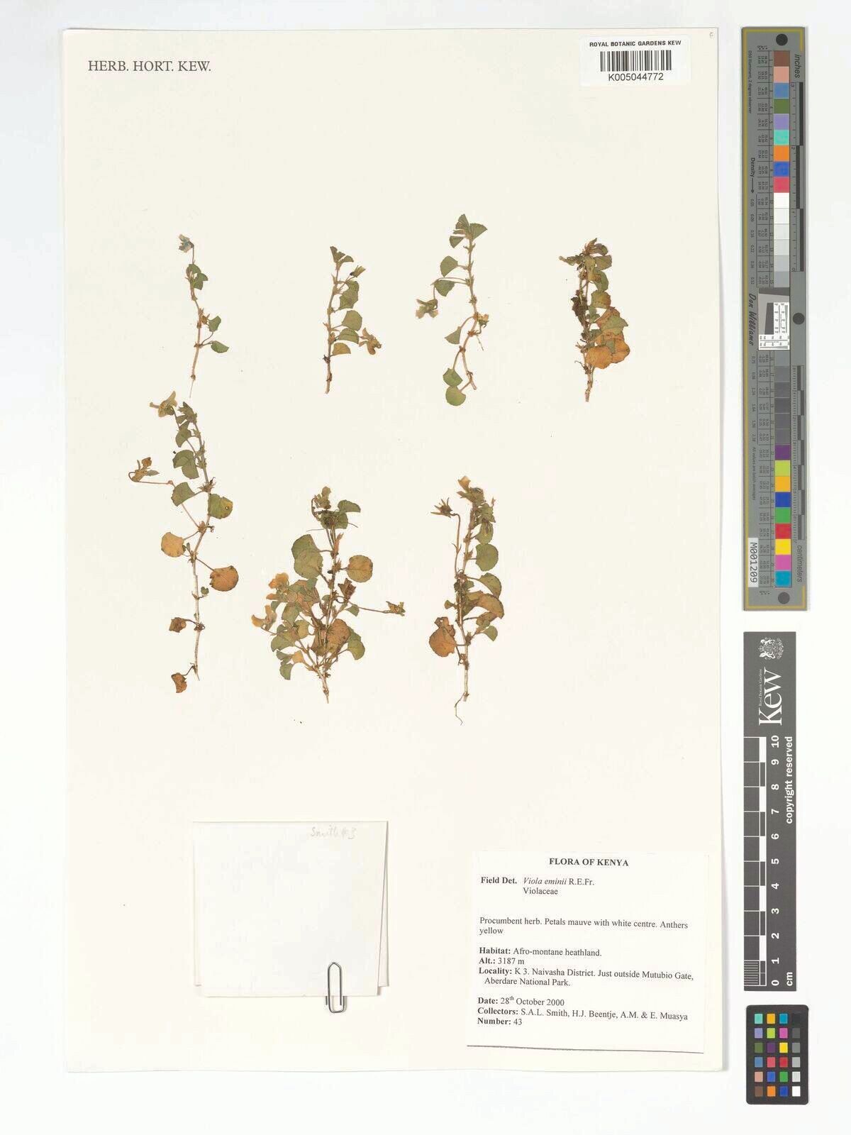 Viola eminii — houseplant care guide