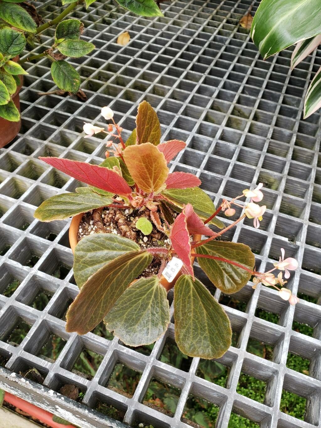 Begonia blancii habit