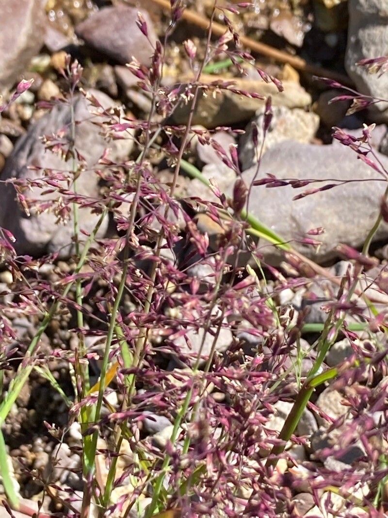 Catabrosa aquatica flower