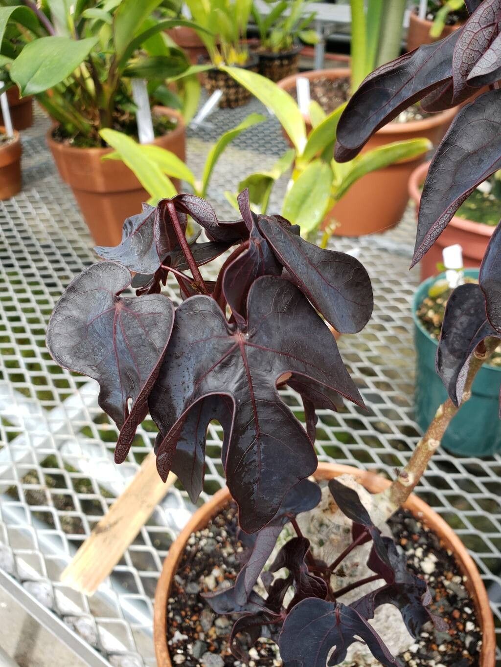 Adenia firingalavensis — houseplant care guide