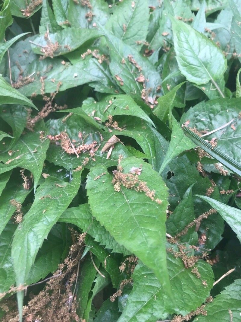 Eurybia schreberi leaf