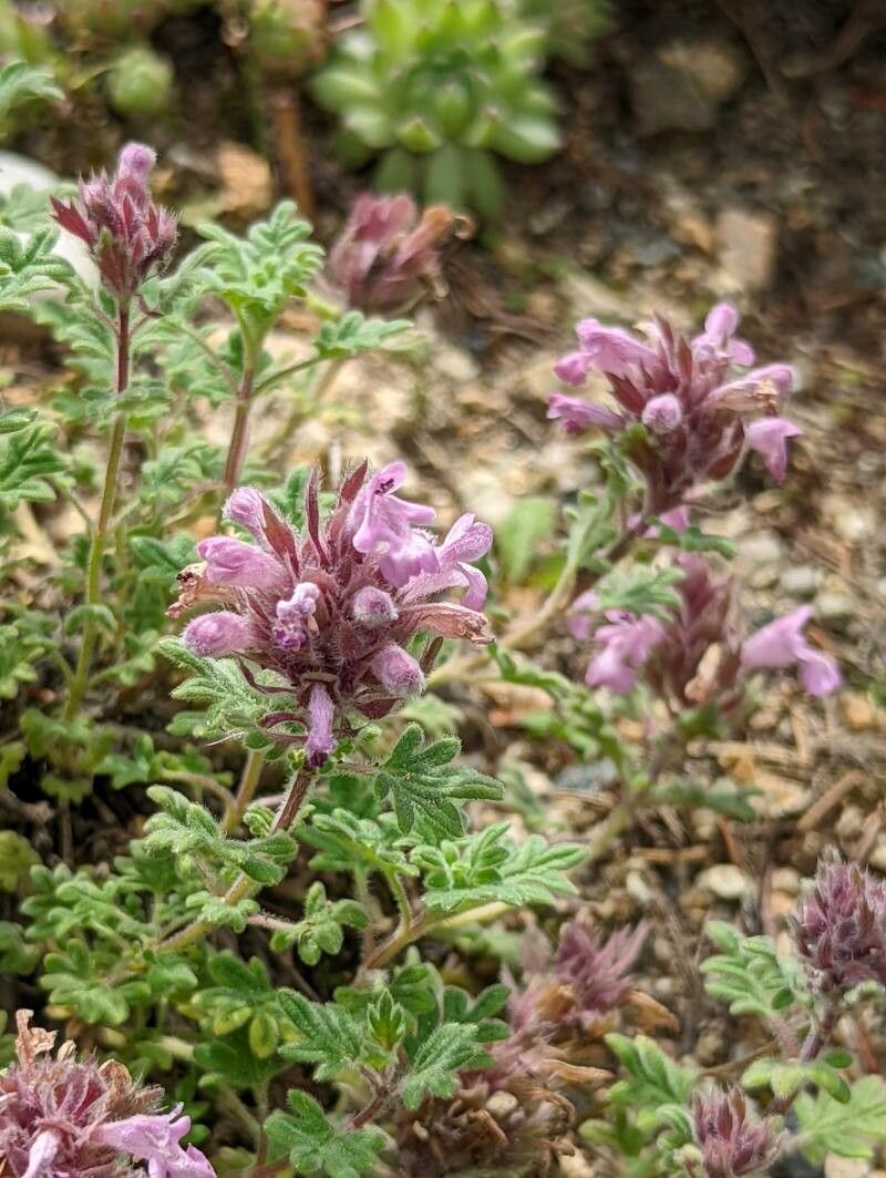 Dracocephalum botryoides flower