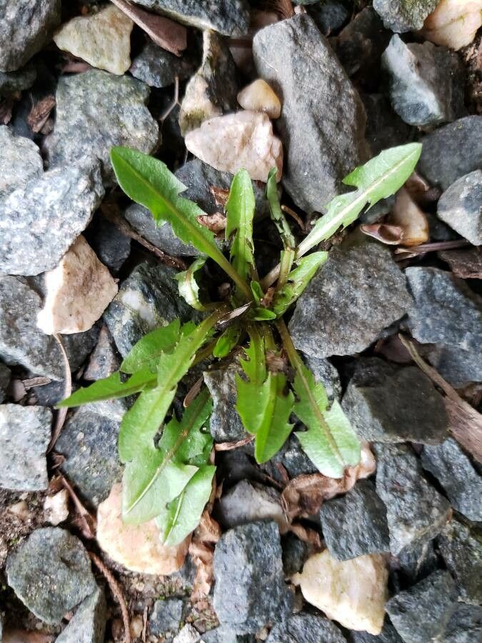 Taraxacum palustre leaf