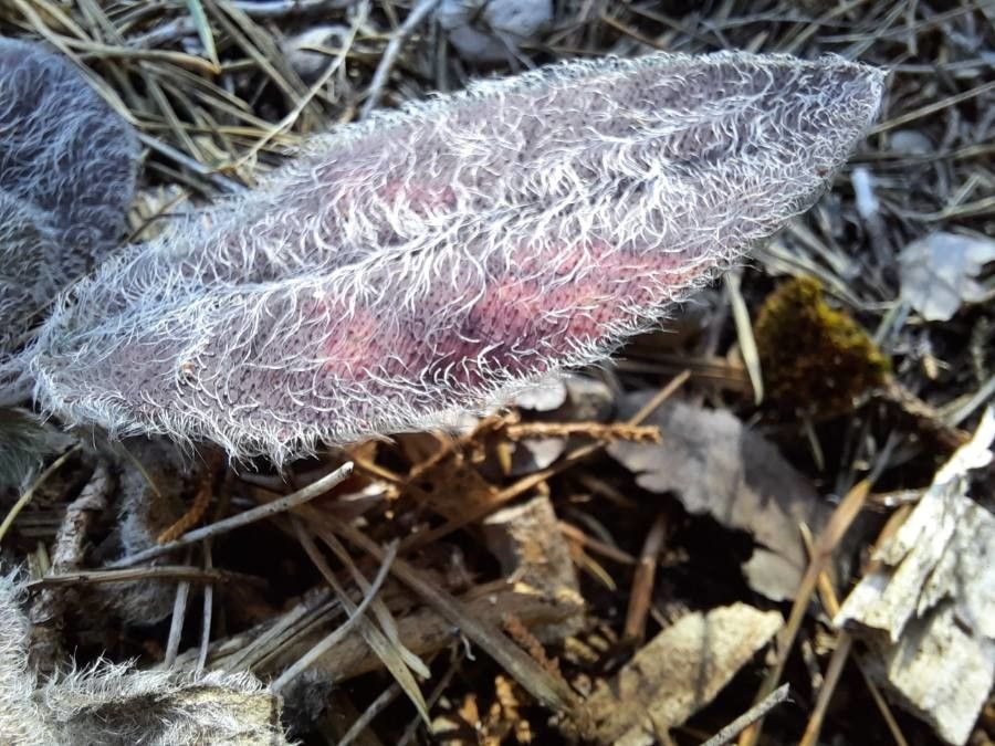 Hieracium fragile leaf