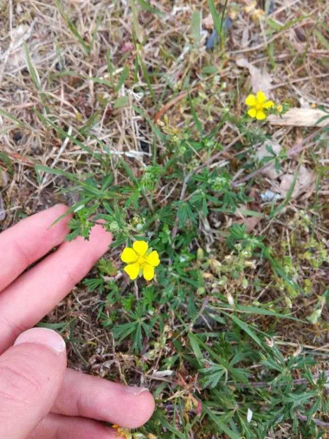 Potentilla neglecta flower