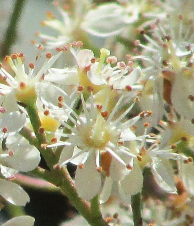 Prunus brasiliensis flower