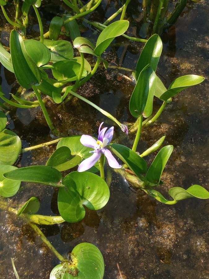 Heteranthera limosa flower