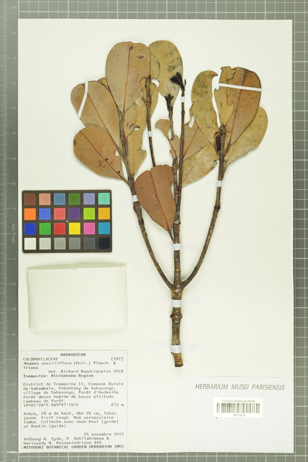 Mammea sessiliflora — search result for 'Mammea'