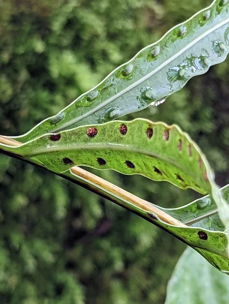 Leptochilus ellipticus fruit