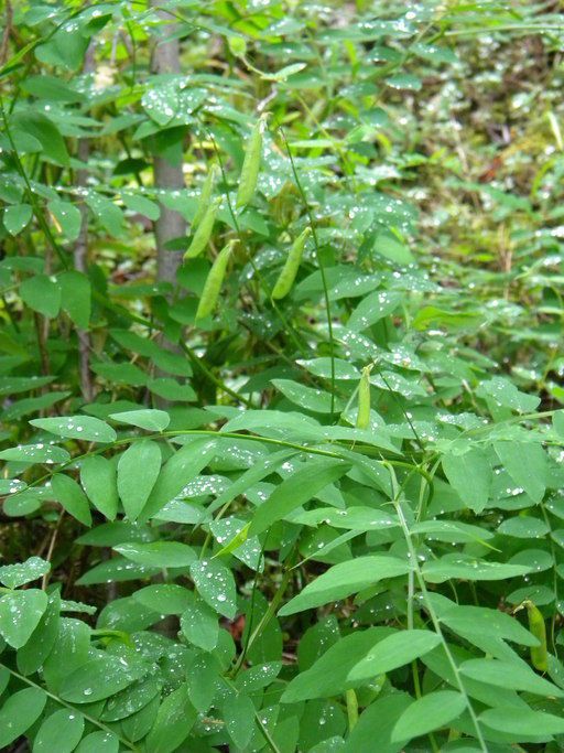 Lathyrus glandulosus leaf
