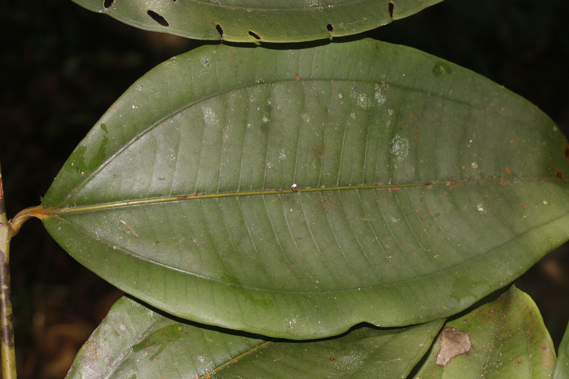 Miconia hondurensis — houseplant care guide