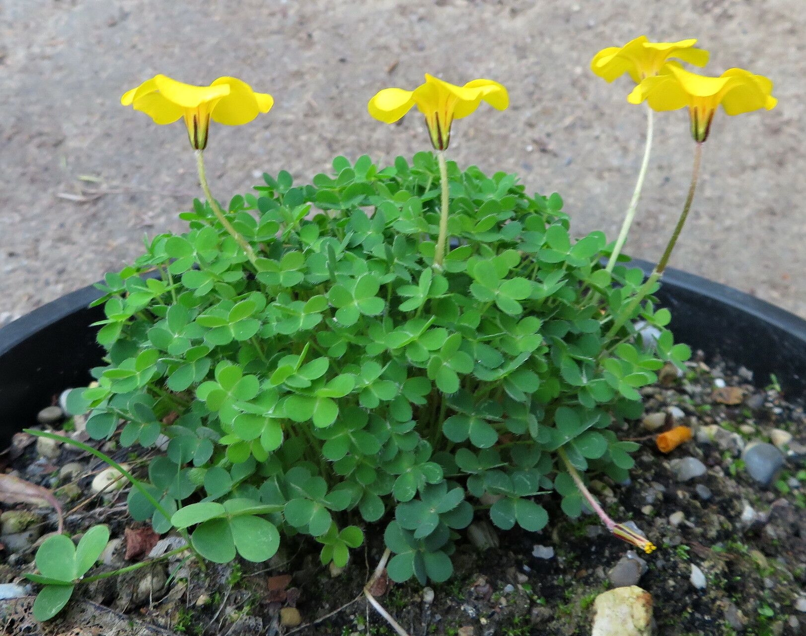Oxalis perdicaria habit