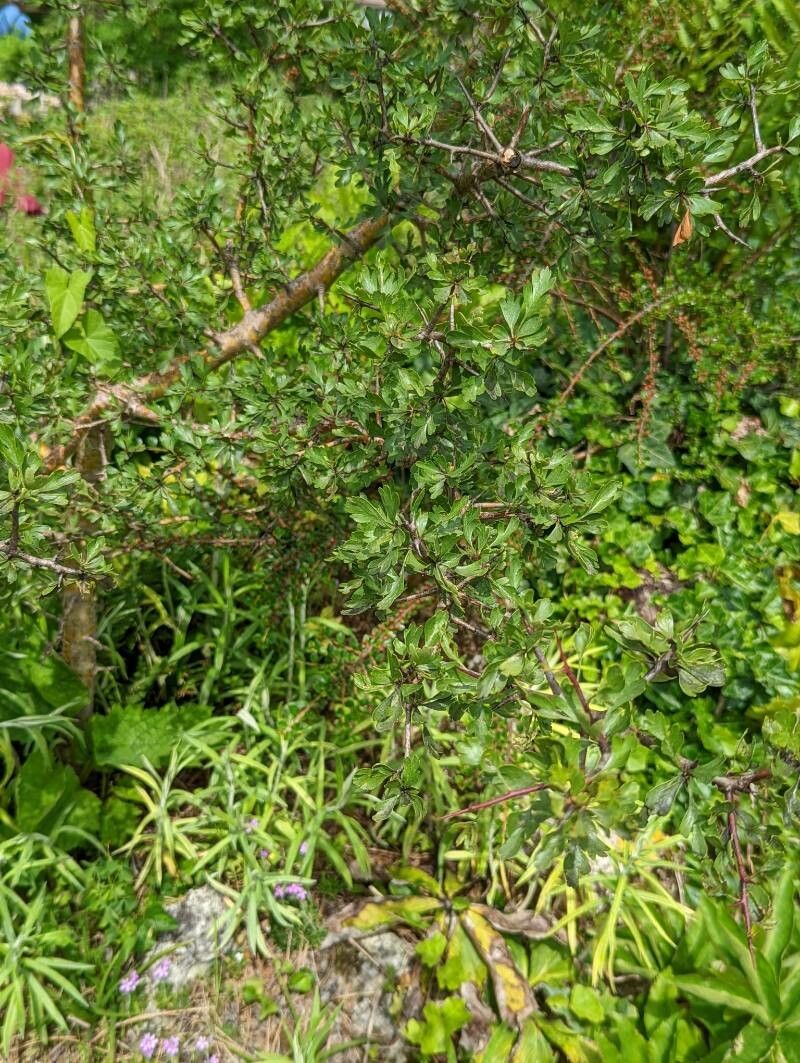 Crataegus × sinaica habit