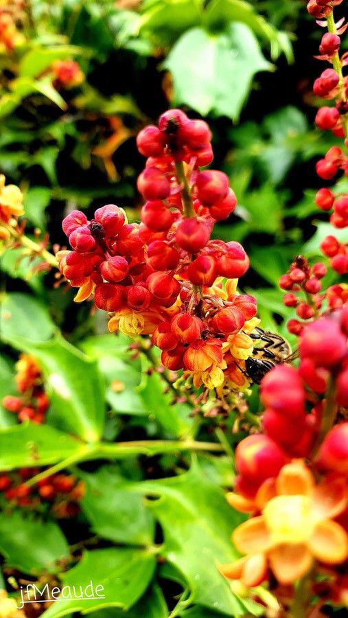 Mahonia nitens — search result for 'Mahonia'