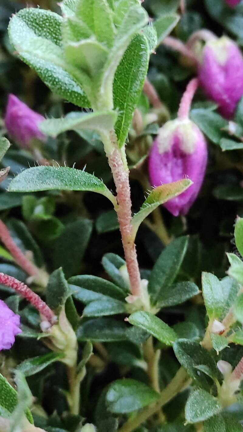 Rhododendron keleticum bark