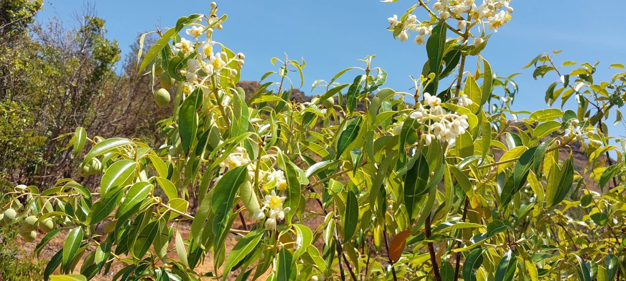 Calophyllum paniculatum habit