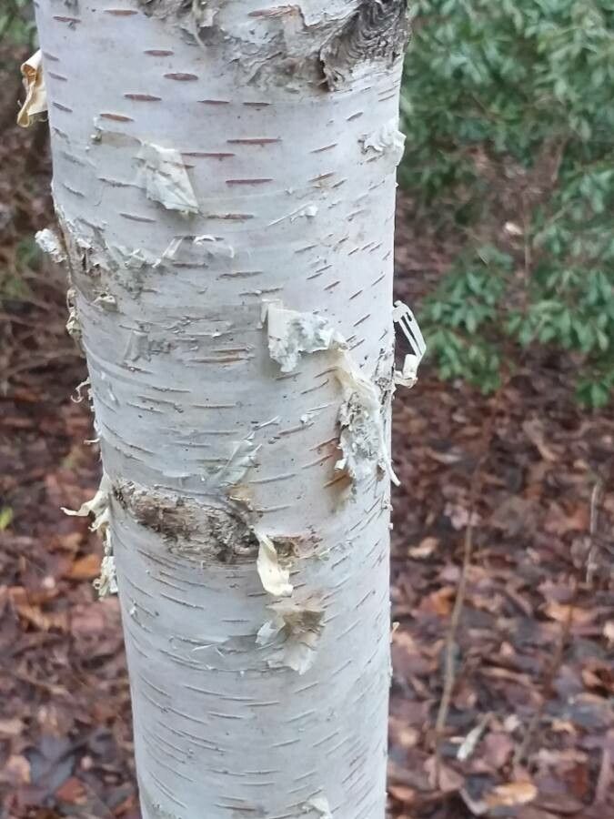 Betula litwinowii bark