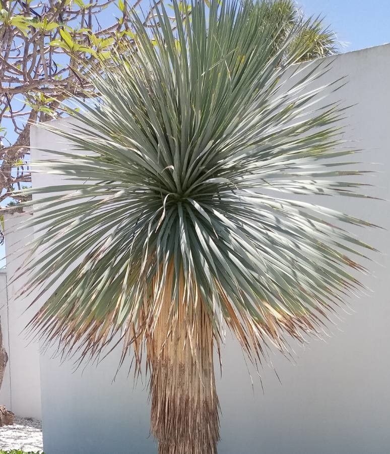 Yucca thompsoniana bark