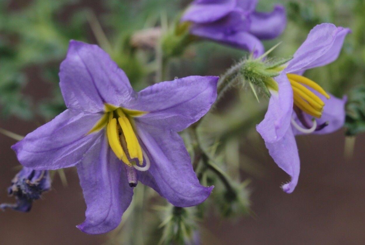 Solanum davisense — houseplant care guide