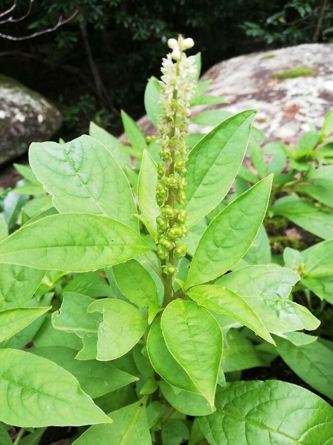 Phytolacca octandra leaf