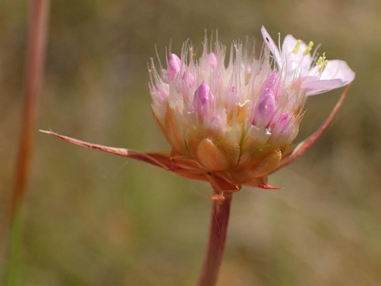 Armeria vulgaris flower