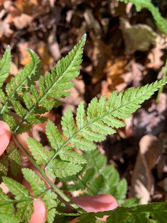 Dryopteris intermedia fruit