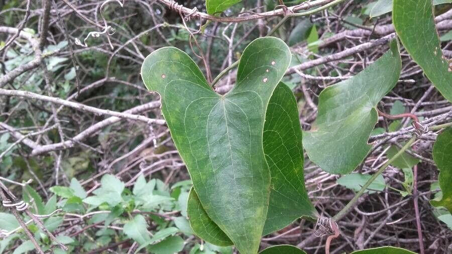 Smilax aspera leaf