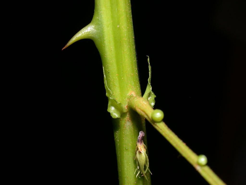 Senegalia multipinnata bark