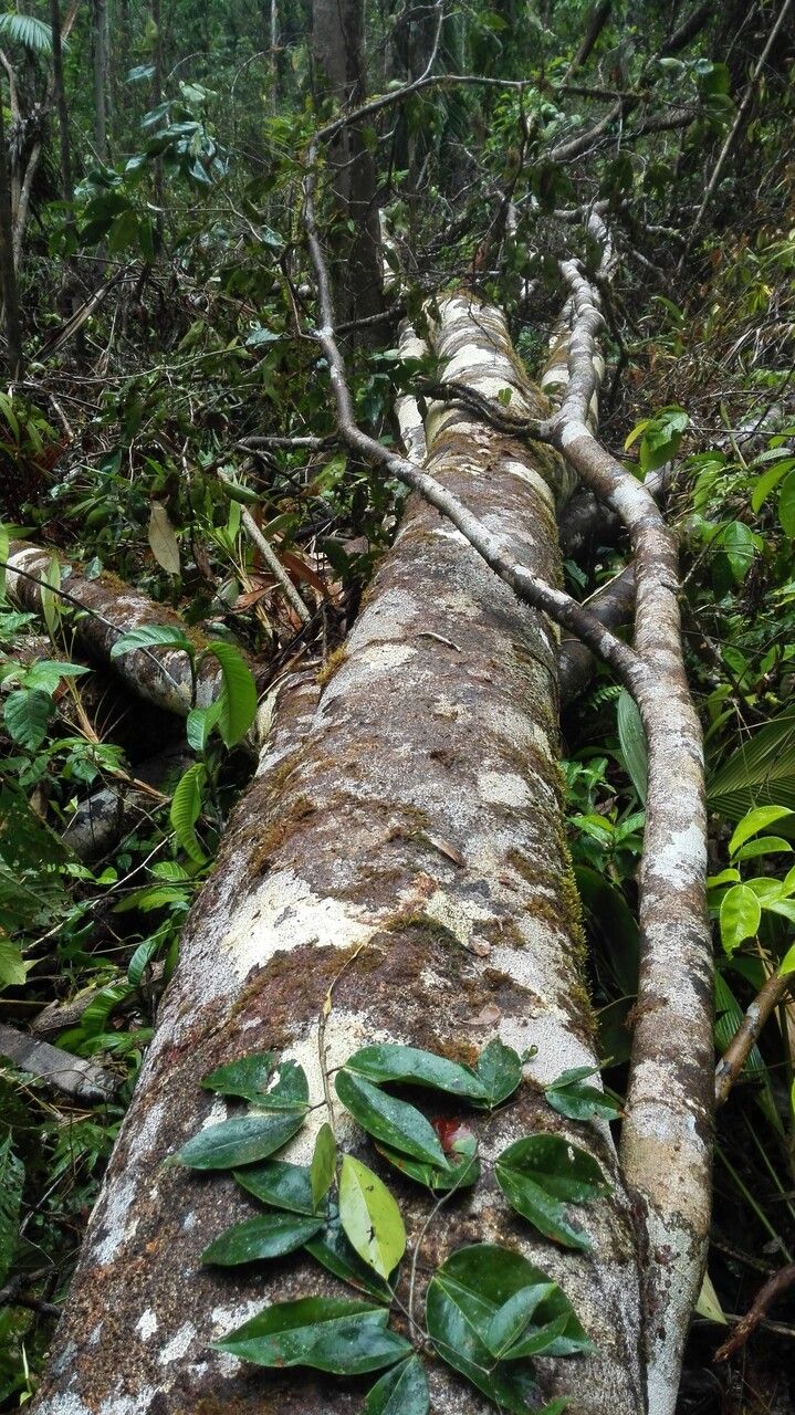Cynometra retusa bark