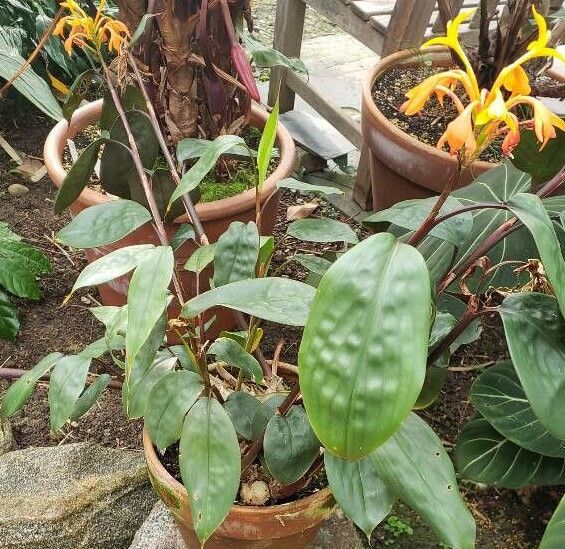 Burbidgea schizocheila habit