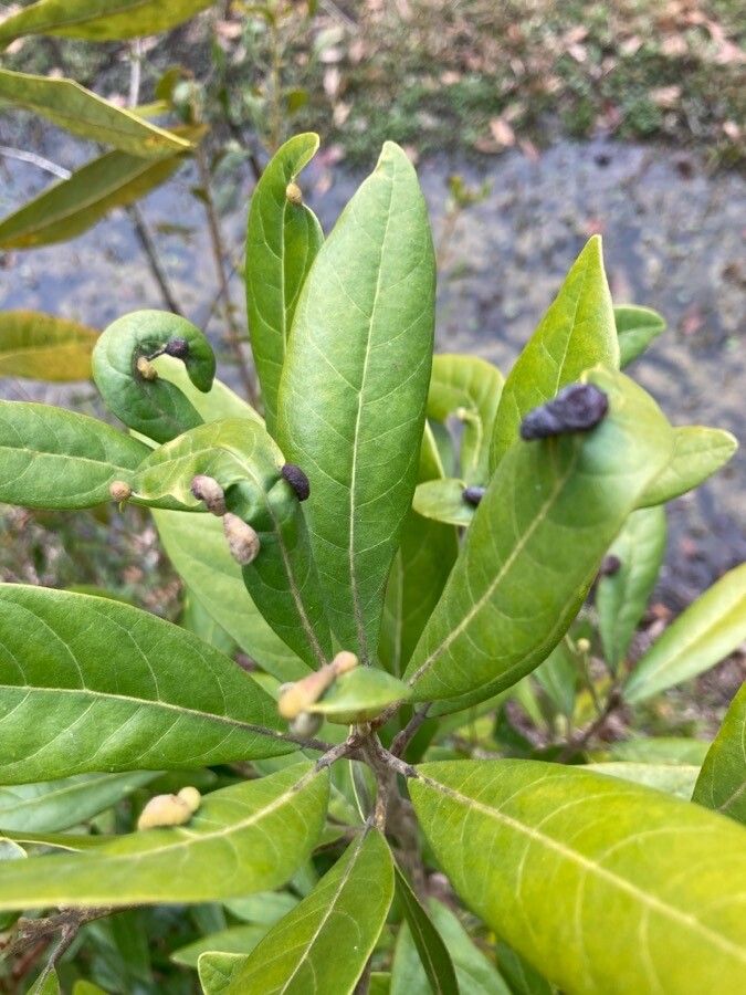 Persea borbonia leaf