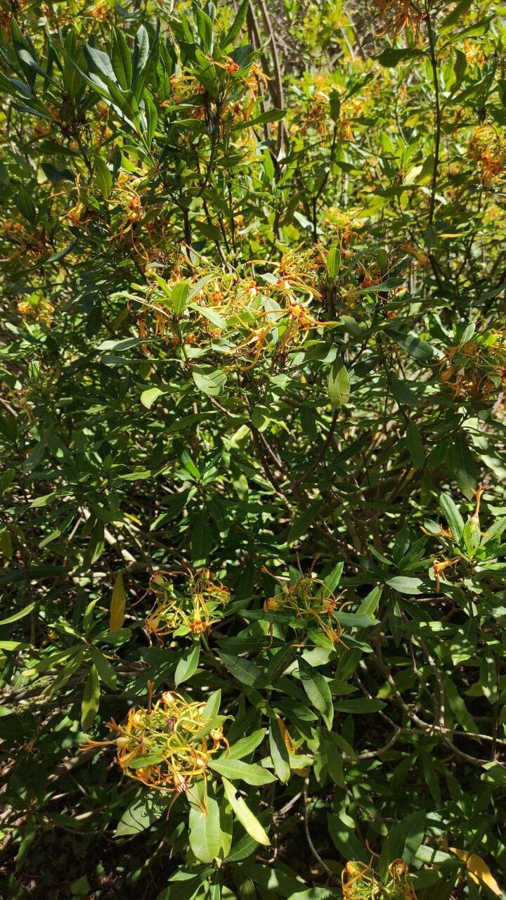 Strophanthus speciosus habit