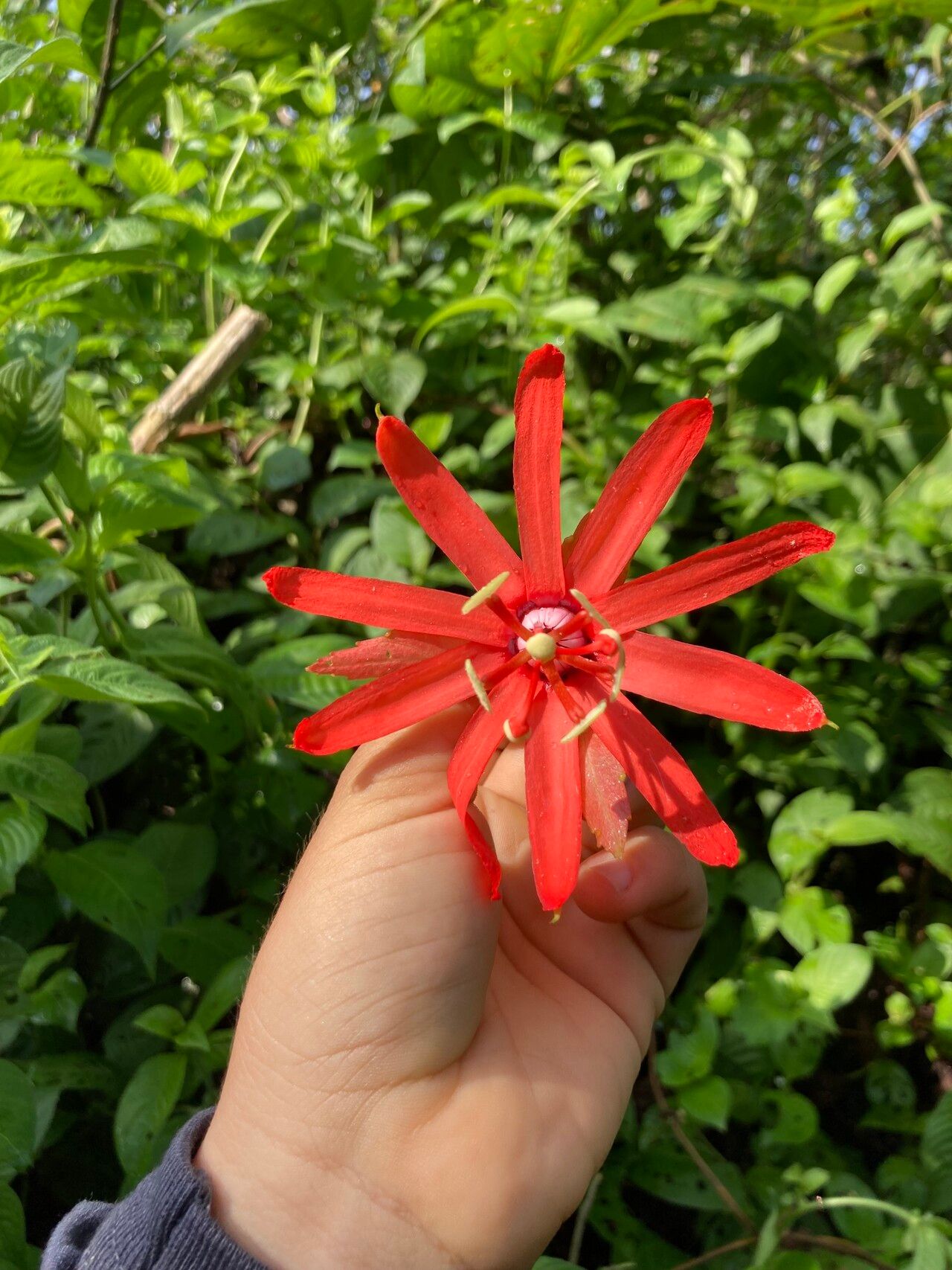 Passiflora tholozanii flower