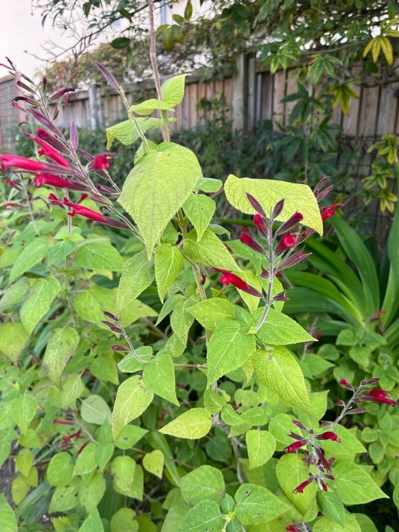 Salvia longistyla — houseplant care guide
