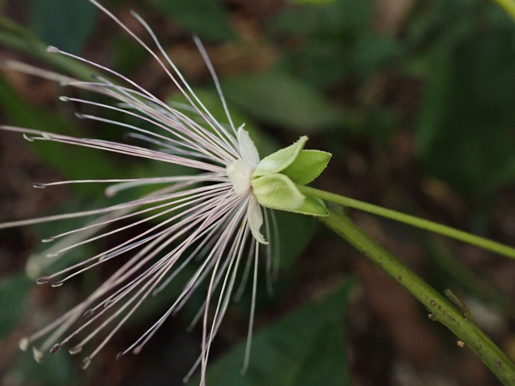Maerua duchesnei flower