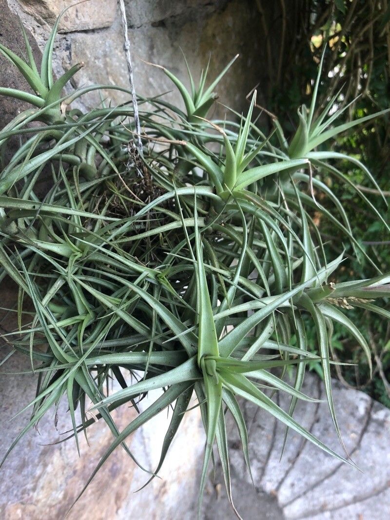 Tillandsia aeranthos
