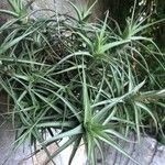 Tillandsia aeranthos