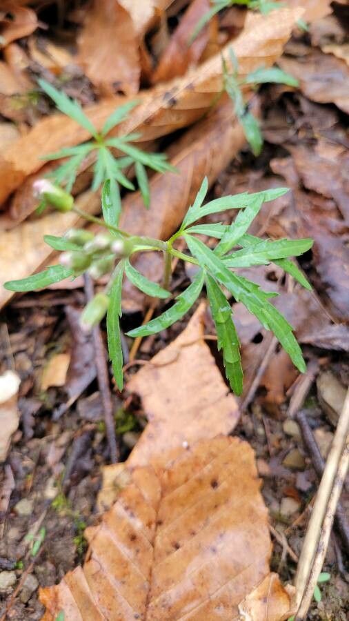 Cardamine concatenata — search result for 'Cardamine'